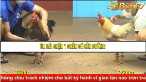 Trận 26 Bồ Gà C4 Ngày 20/8/2025