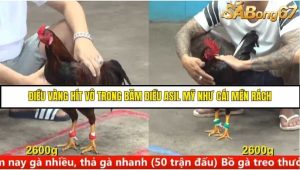 Trận 27 Bồ Gà C5 Ngày 11/8/2025