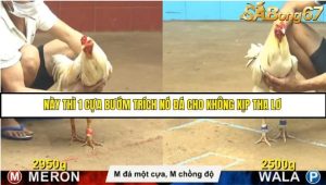 Trận 28 Bồ Gà C4 Ngày 19/8/2025