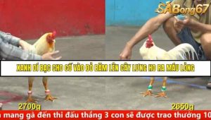 Trận 29 Bồ Gà C5 Ngày 11/8/2025