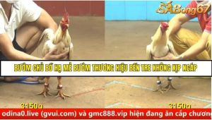 Trận 30 Bồ Gà C4 Ngày 19/8/2025