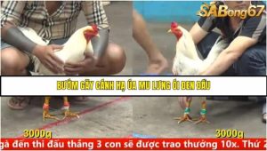 Trận 32 Bồ Gà C5 Ngày 11/8/2025