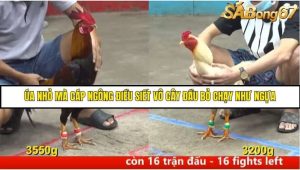 Trận 33 Bồ Gà C5 Ngày 11/8/2025