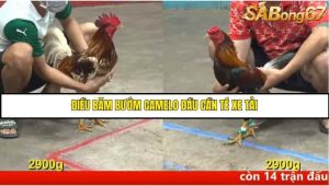 Trận 35 Bồ Gà C5 Ngày 11/8/2025
