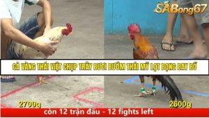 Trận 37 Bồ Gà C5 Ngày 11/8/2025