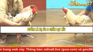 Trận 4 Bồ Gà C4 Ngày 19/8/2025