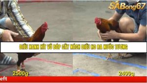 Trận 40 Bồ Gà C5 Ngày 11/8/2025