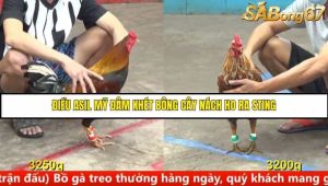 Trận 5 Bồ Gà C5 Ngày 11/8/2025