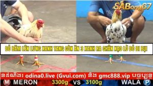 Trận 5 Bồ Gà C5 Ngày 20/8/2025