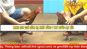 Trận 6 Bồ Gà C4 Ngày 20/8/2025