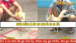 Trận 6 Bồ Gà C5 Ngày 11/8/2025