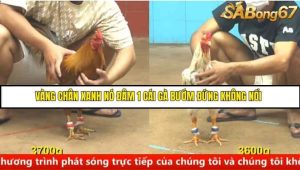 Trận 7 Bồ Gà C4 Ngày 19/8/2025