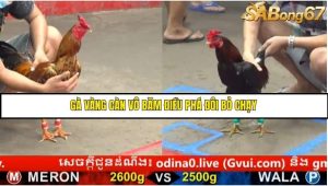 Trận 7 Bồ Gà C5 Ngày 19/8/2025