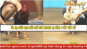 Trận 8 Bồ Gà C4 Ngày 19/8/2025