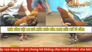 Trận 8 Bồ Gà C4 Ngày 20/8/2025
