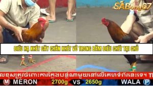Trận 8 Bồ Gà C5 Ngày 19/8/2025