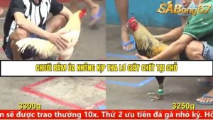 Trận 9 Bồ Gà C5 Ngày 11/8/2025