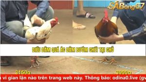 Trận 9 Bồ Gà C5 Ngày 20/8/2025