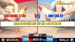 Trận 1 Bồ Gà C3 Ngày 1/8/2025