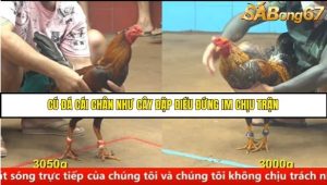 Trận 1 Bồ Gà C4 Ngày 22/8/2025