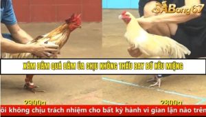 Trận 10 Bồ Gà C4 Ngày 16/8/2025