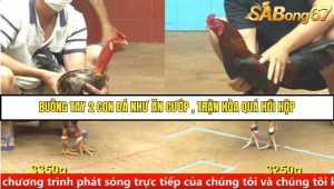Trận 10 Bồ Gà C4 Ngày 17/8/2025