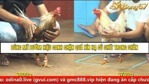 Trận 10 Bồ Gà C4 Ngày 18/8/2025