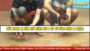 Trận 10 Bồ Gà C4 Ngày 7/8/2025