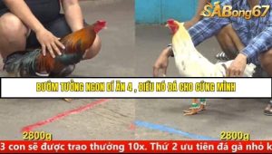 Trận 10 Bồ Gà C5 Ngày 10/8/2025