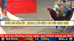 Trận 10 Bồ Gà C5 Ngày 22/8/2025