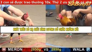 Trận 10 Bồ Gà C5 Ngày 24/8/2025