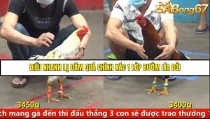 Trận 10 Bồ Gà C5 Ngày 8/8/2025