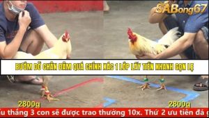 Trận 10 Bồ Gà C5 Ngày 9/8/2025