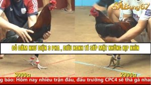 Trận 10 Bồ Gà CPC4 Ngày 14/8/2025