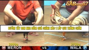 Trận 11 Bồ Gà C4 Ngày 15/8/2025