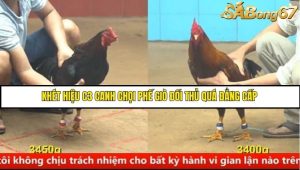 Trận 11 Bồ Gà C4 Ngày 22/8/2025