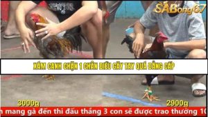 Trận 11 Bồ Gà C5 Ngày 10/8/2025
