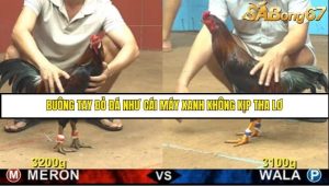 Trận 12 Bồ Gà C4 Ngày 13/8/2025