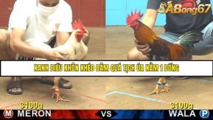 Trận 12 Bồ Gà C4 Ngày 15/8/2025