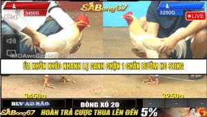 Trận 12 Bồ Gà C4 Ngày 16/8/2025