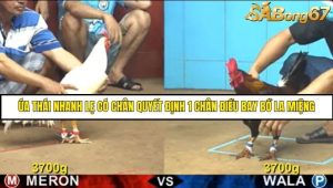 Trận 12 Bồ Gà C4 Ngày 2/8/2025