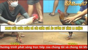 Trận 12 Bồ Gà C4 Ngày 23/8/2025