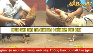 Trận 12 Bồ Gà C4 Ngày 24/8/2025