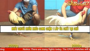 Trận 12 Bồ Gà C4 Ngày 7/8/2025