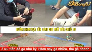 Trận 12 Bồ Gà C5 Ngày 10/8/2025