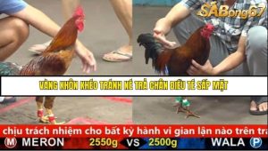 Trận 12 Bồ Gà C5 Ngày 18/8/2025
