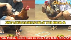 Trận 12 Bồ Gà CPC4 Ngày 14/8/2025