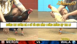 Trận 13 Bồ Gà C4 Ngày 7/8/2025