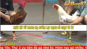 Trận 13 Bồ Gà C5 Ngày 10/8/2025