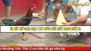 Trận 13 Bồ Gà C5 Ngày 12/8/2025